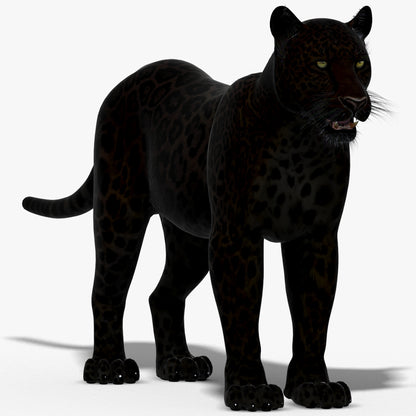 Big Cats 03 3D Model