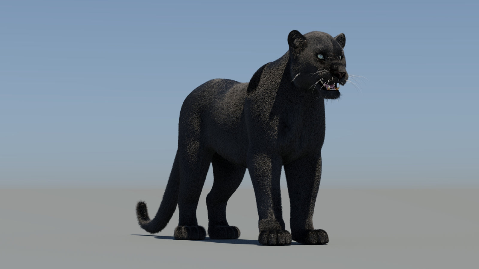 Black Panther 3D Model with Fur 360° view 2 frame 4