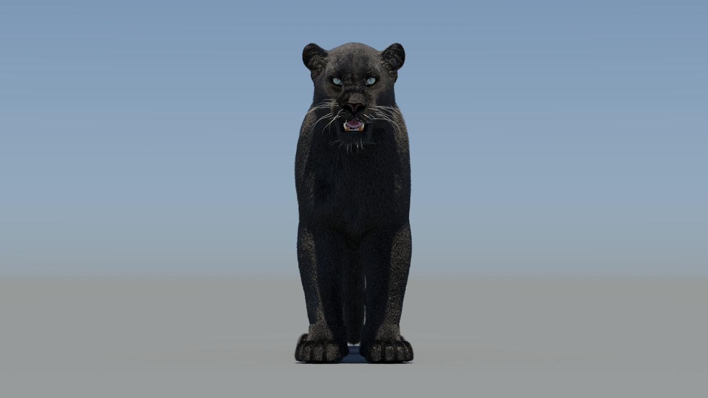 Animated Black Panther 3D Model Fur - 360 Degree View
