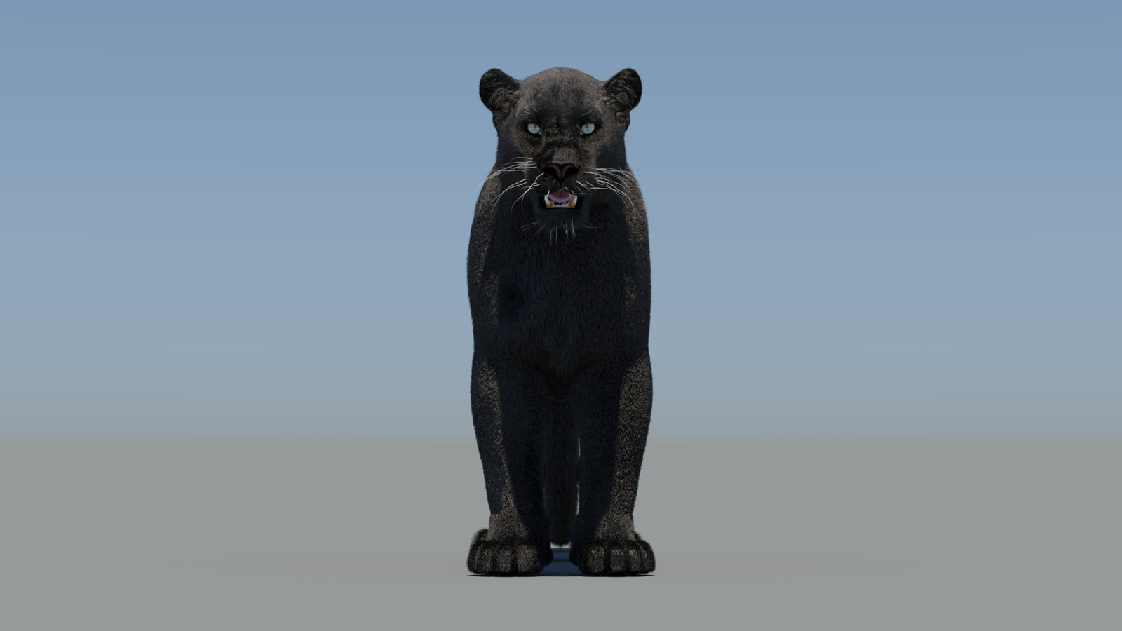 Animated Black Panther 3D Model Fur 360° view 1 frame 1