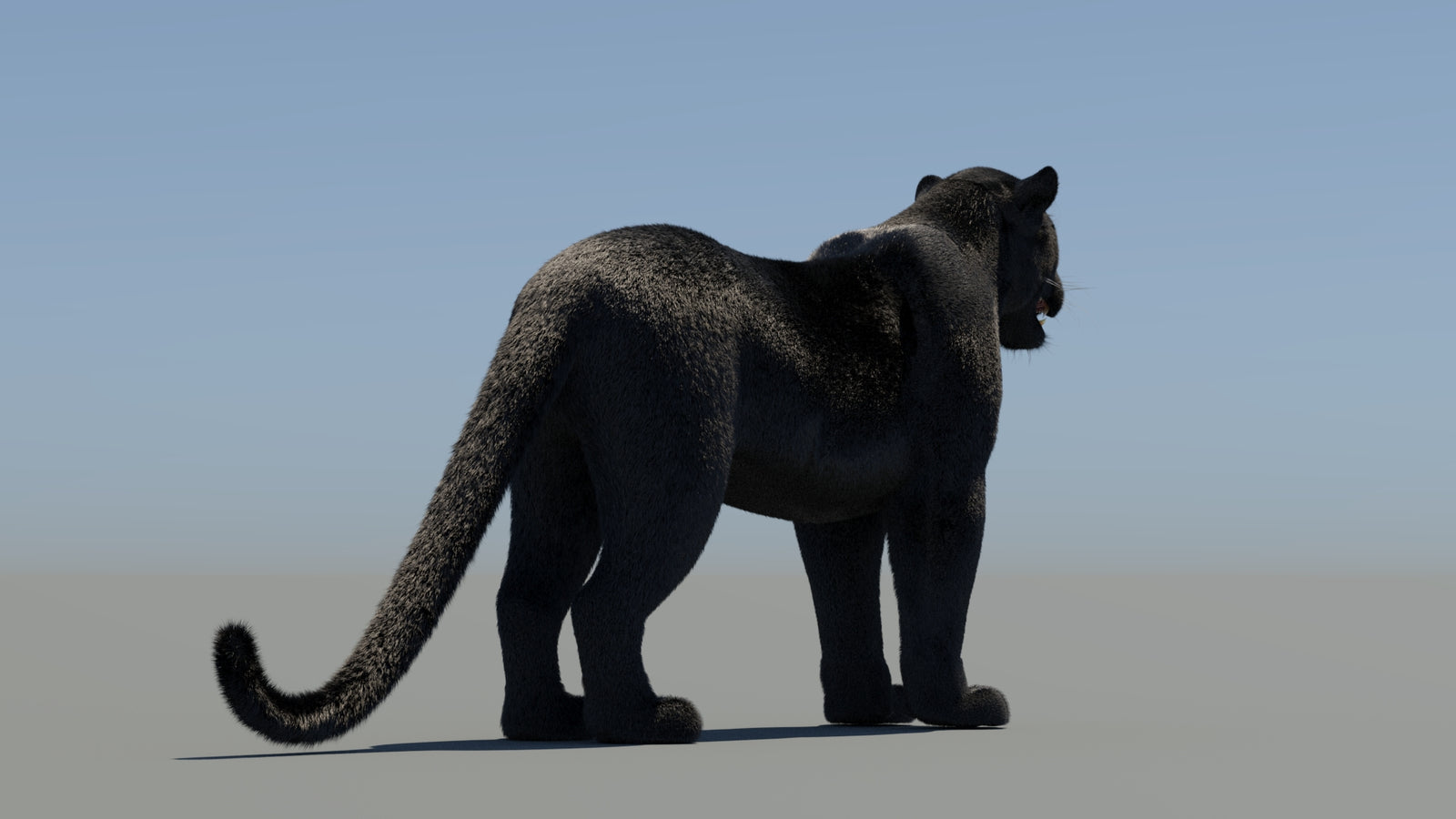 Rigged Black Panther 3D Model with Fur 360° view 1 frame 15
