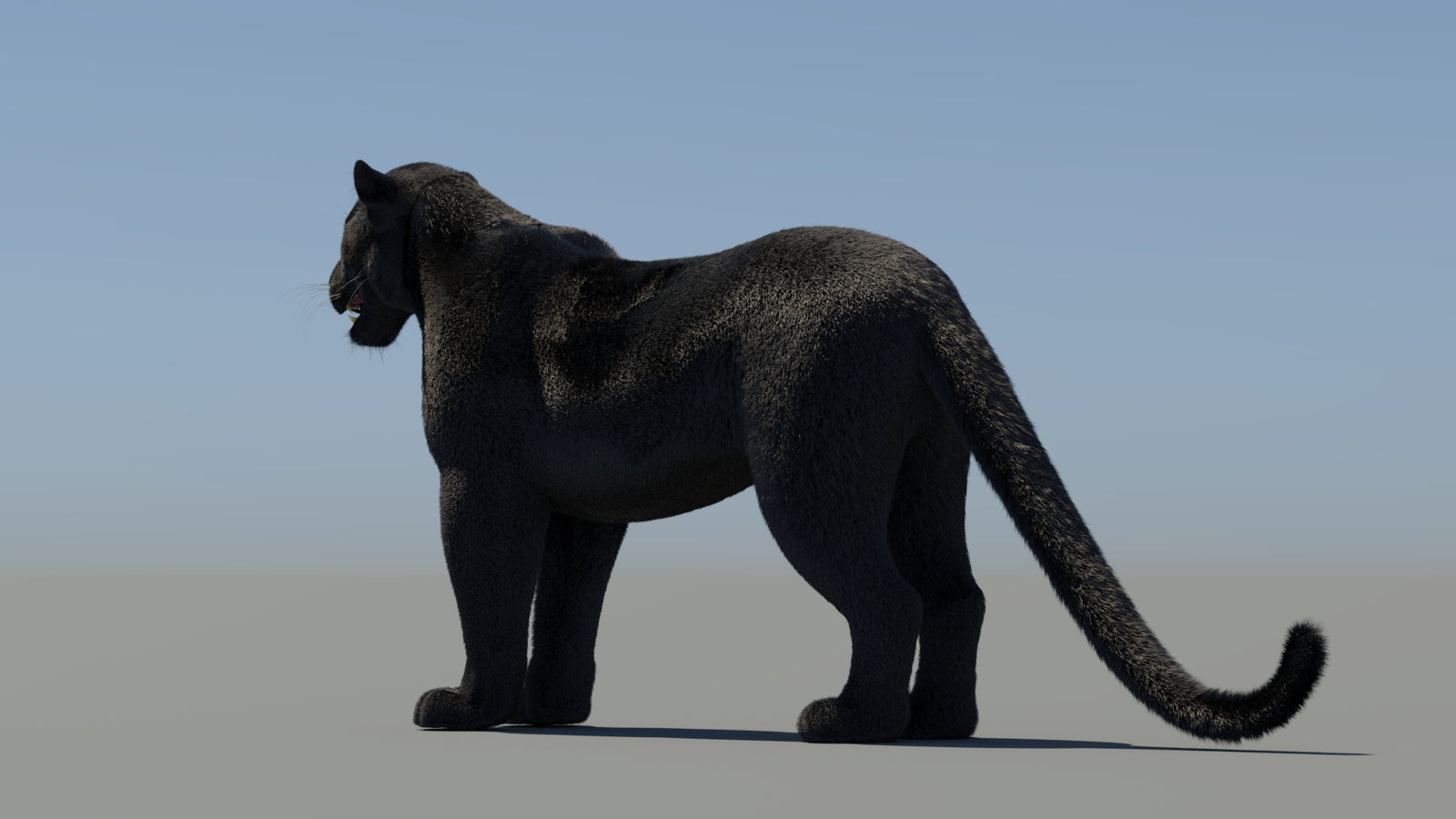 Black Panther 3D Model with Fur 360° view 2 frame 24