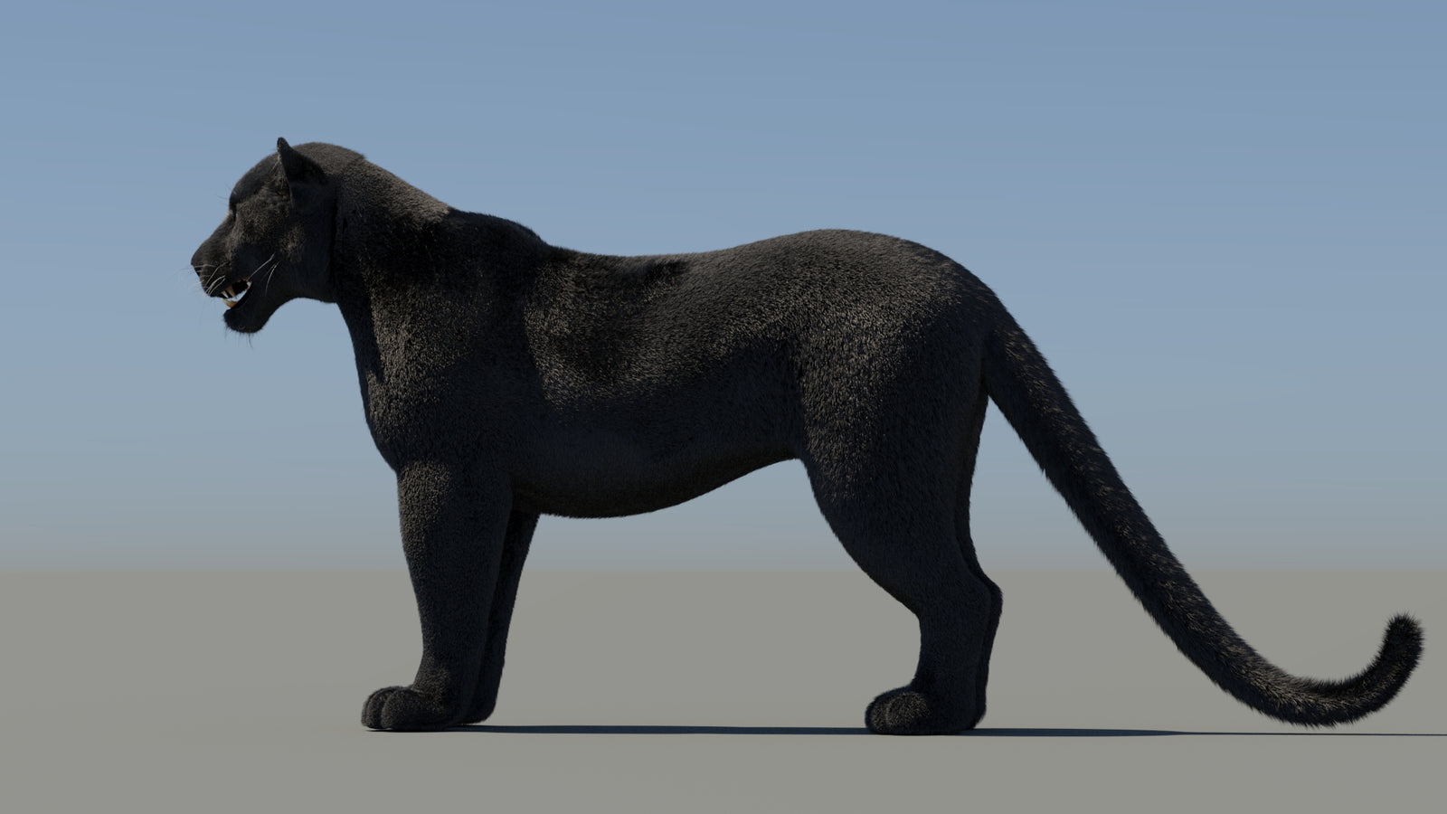 Black Panther 3D Model with Fur 360° view 2 frame 27