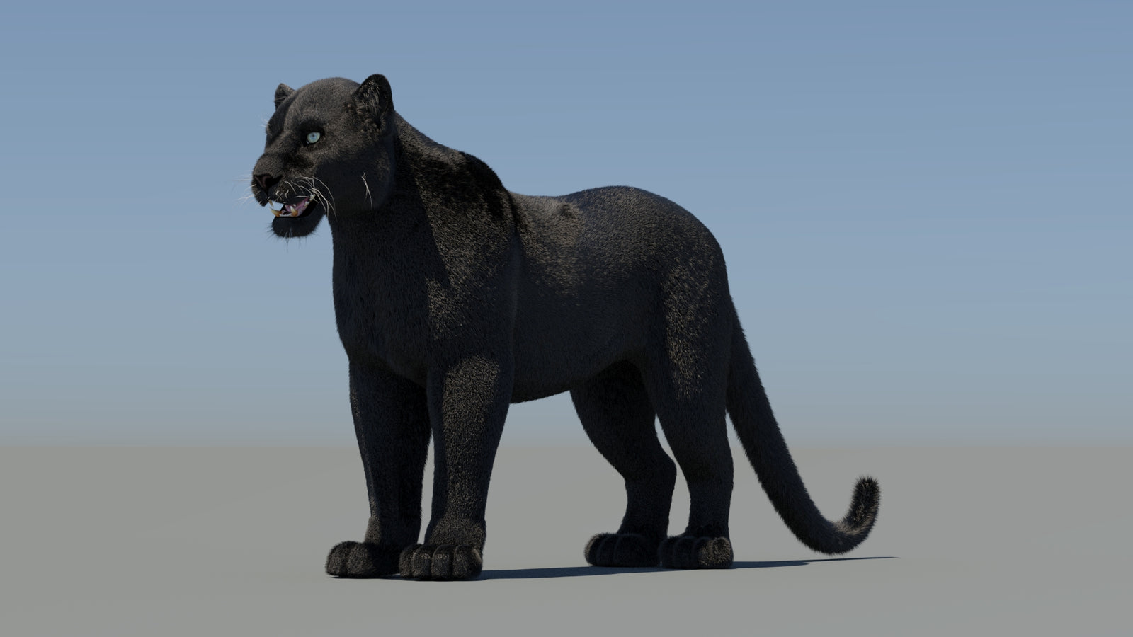 Black Panther 3D Model with Fur 360° view 2 frame 33
