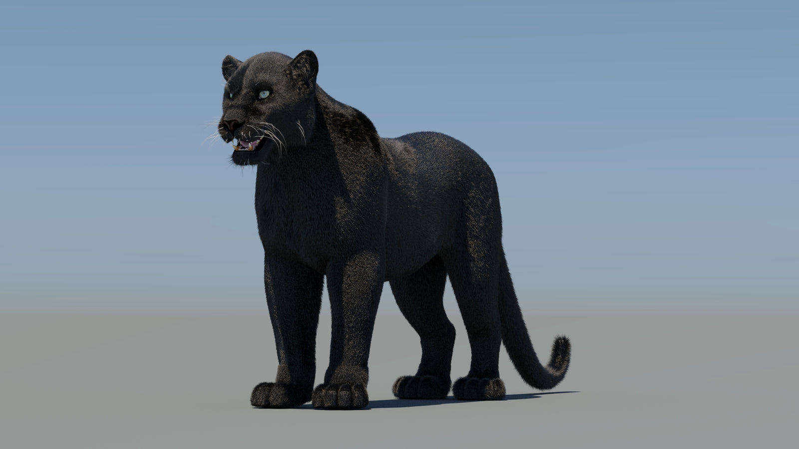 Rigged Black Panther 3D Model with Fur 360° view 1 frame 34