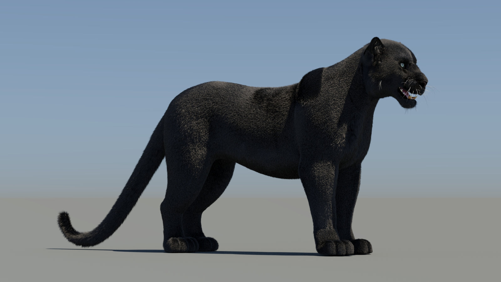 Animated Black Panther 3D Model Fur 360° view 1 frame 7