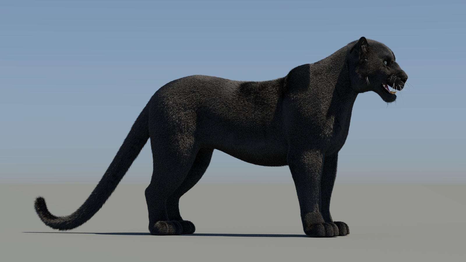 Animated Black Panther 3D Model Fur 360° view 1 frame 8