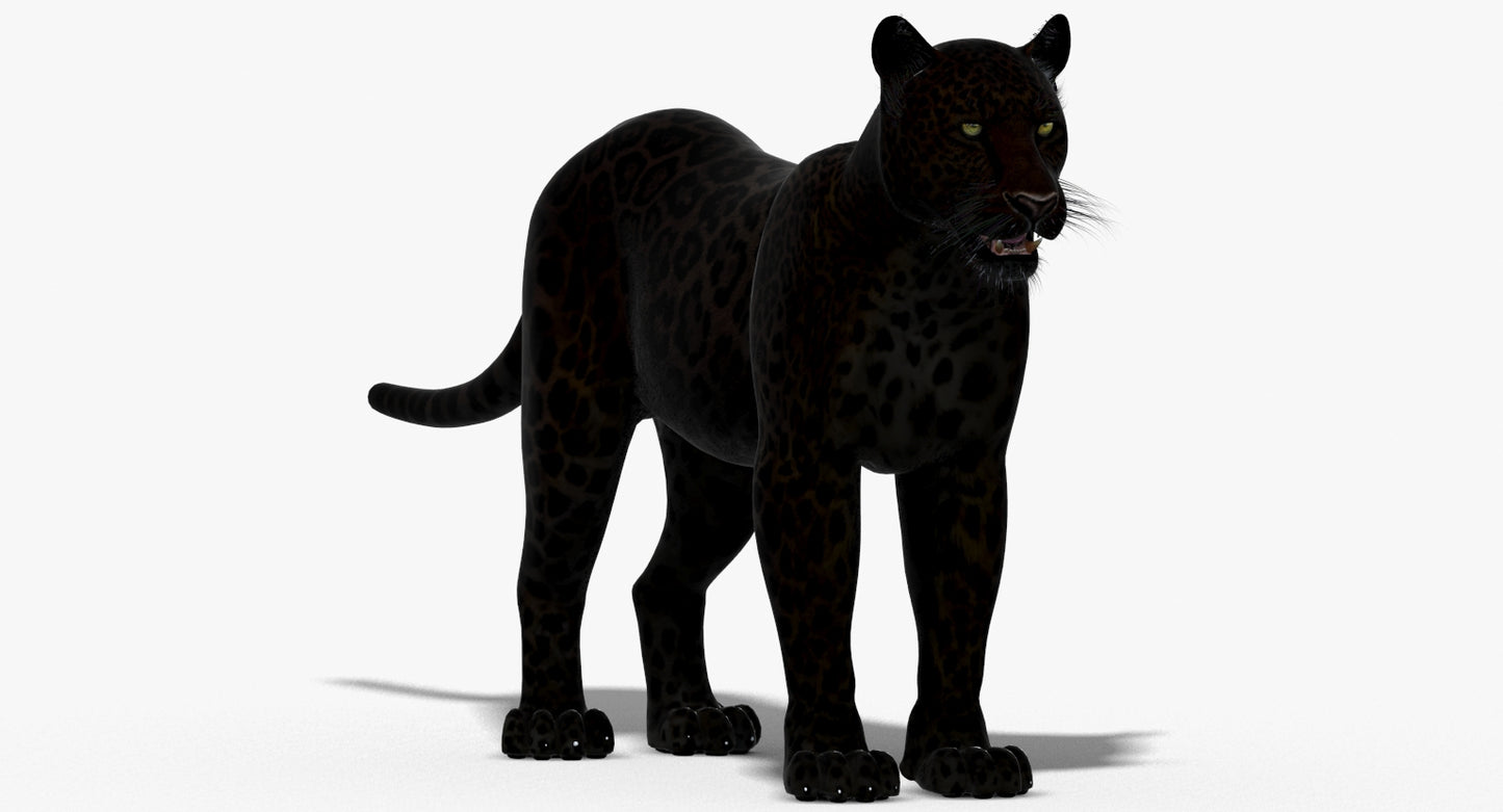 Big Cats 03 3D Model