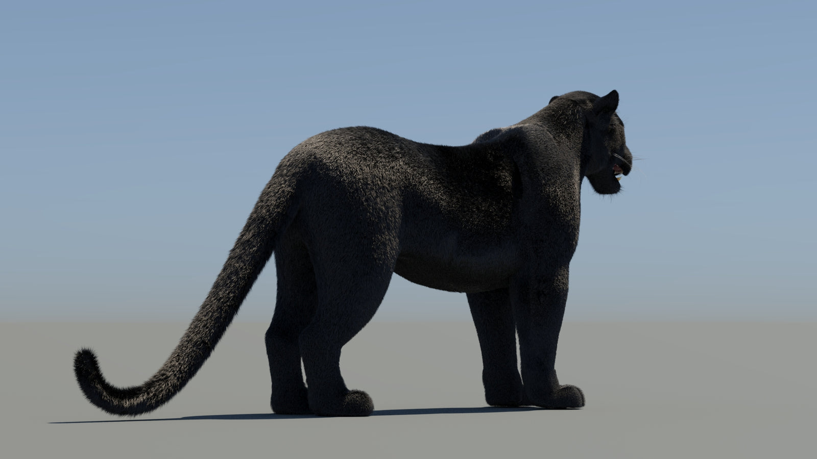 Animated Black Panther 3D Model Fur 360° view 1 frame 14