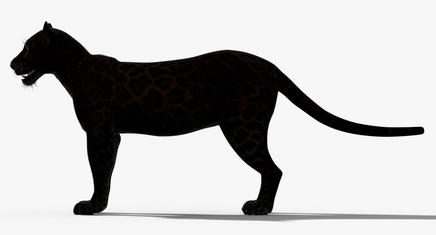 Big Cats 03 3D Model