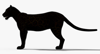 Big Cats 03 3D Model