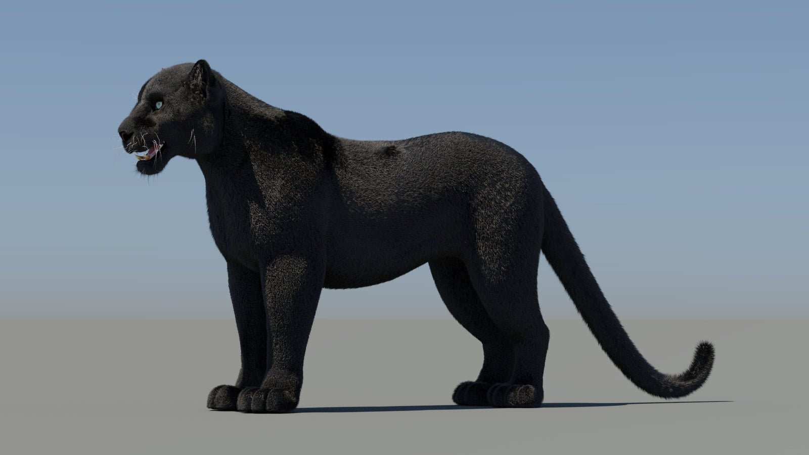 Animated Black Panther 3D Model Fur 360° view 1 frame 31