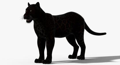 Big Cats 03 3D Model