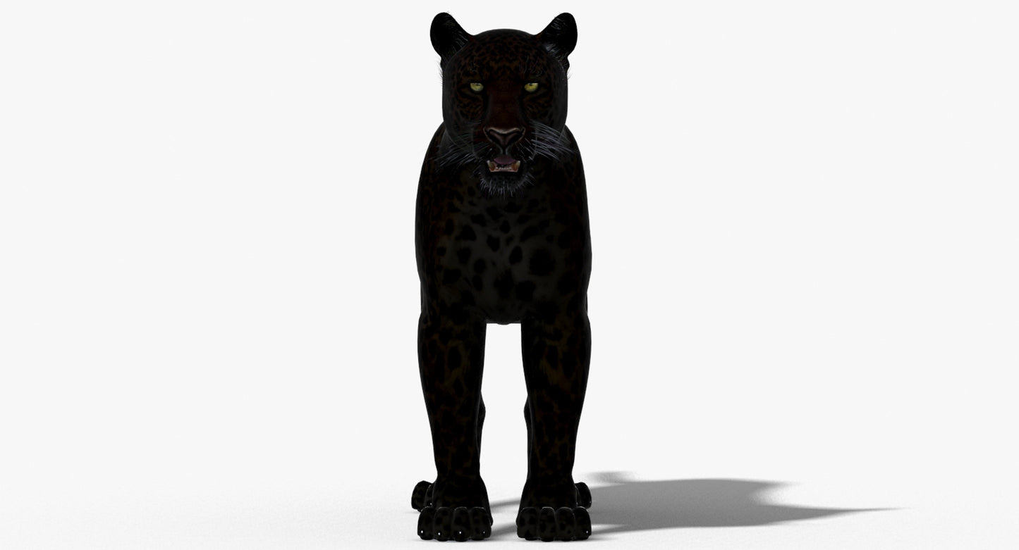 Big Cats 03 3D Model