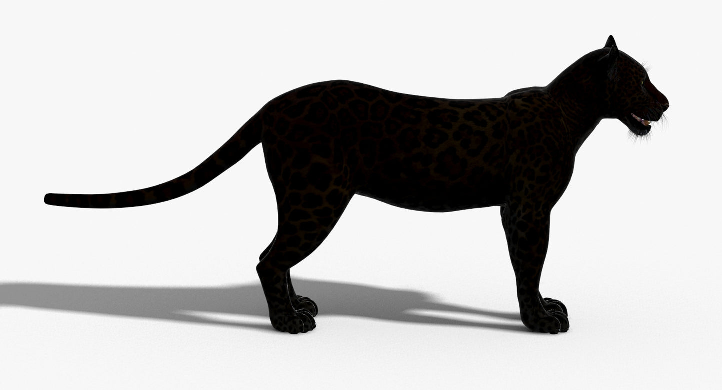 Big Cats 03 3D Model