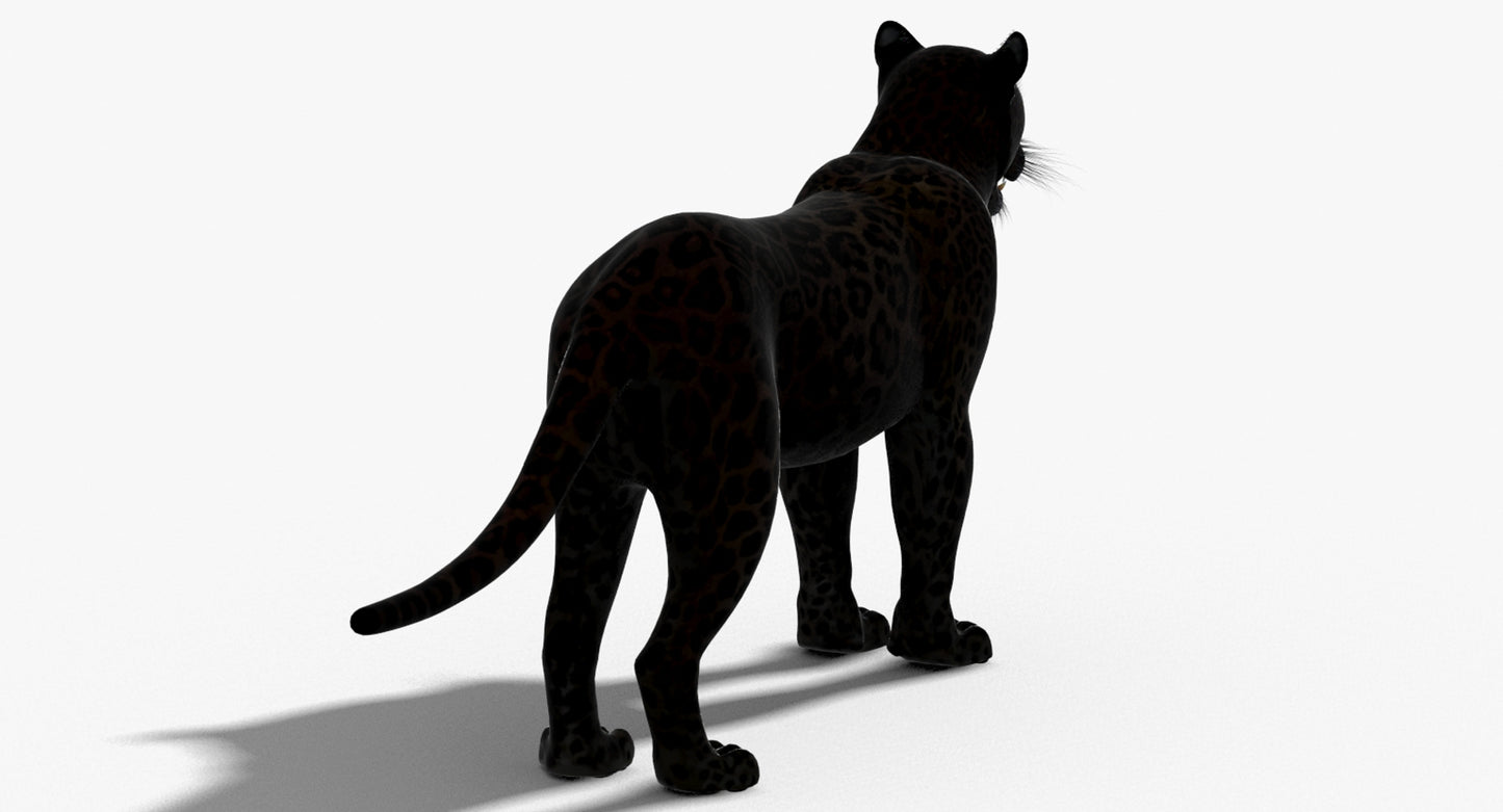Big Cats 03 3D Model