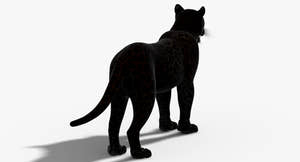 Big Cats 3D Model Thumbnail