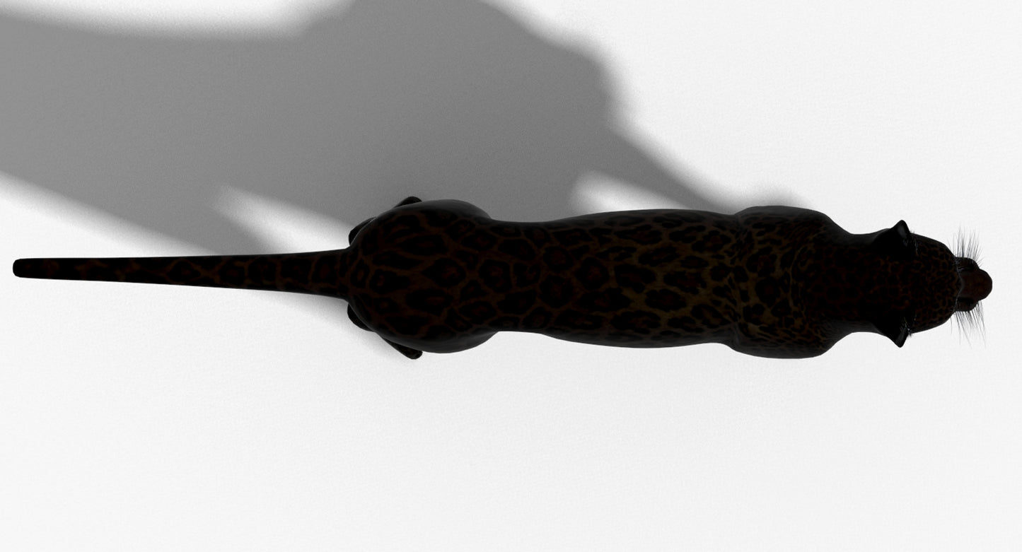 Big Cats 03 3D Model