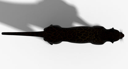 Big Cats 03 3D Model
