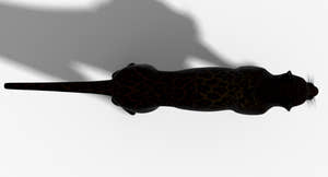 Big Cats 3D Model Thumbnail