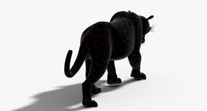 Big Cats 3D Model Animated Thumbnail