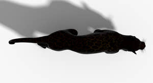 Big Cats 3D Model Animated Thumbnail