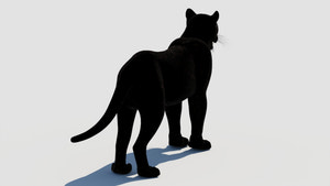 True-to-life Black Panther Animal 3D Model back view for Download Thumbnail