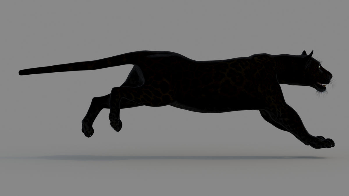 Animated Black Panther Animal 3D Model - 360 Degree View
