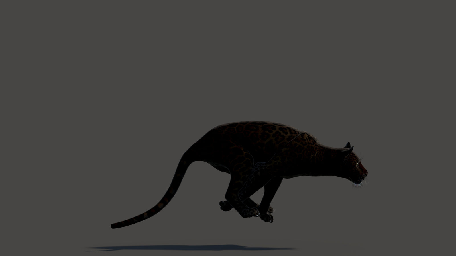 Animated Black Panther Animal 3D Model 360° view 3 frame 25