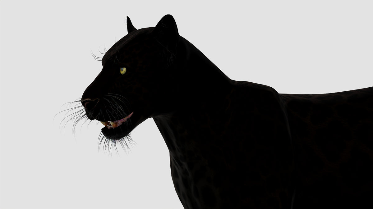 True-to-life Black Panther Animal 3D Model Close Up 