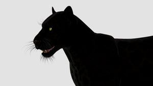 True-to-life Black Panther Animal 3D Model Close Up  Thumbnail