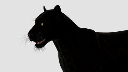 True-to-life Black Panther Animal 3D Model Close Up 