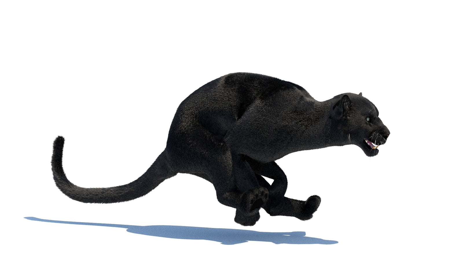Animated Black Panther 3D Model Fur 360° view 3 frame 1