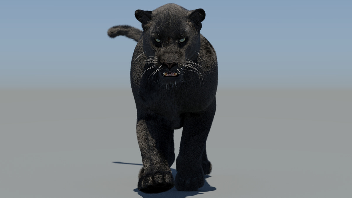 Animated Black Panther 3D Model Fur - 360 Degree View