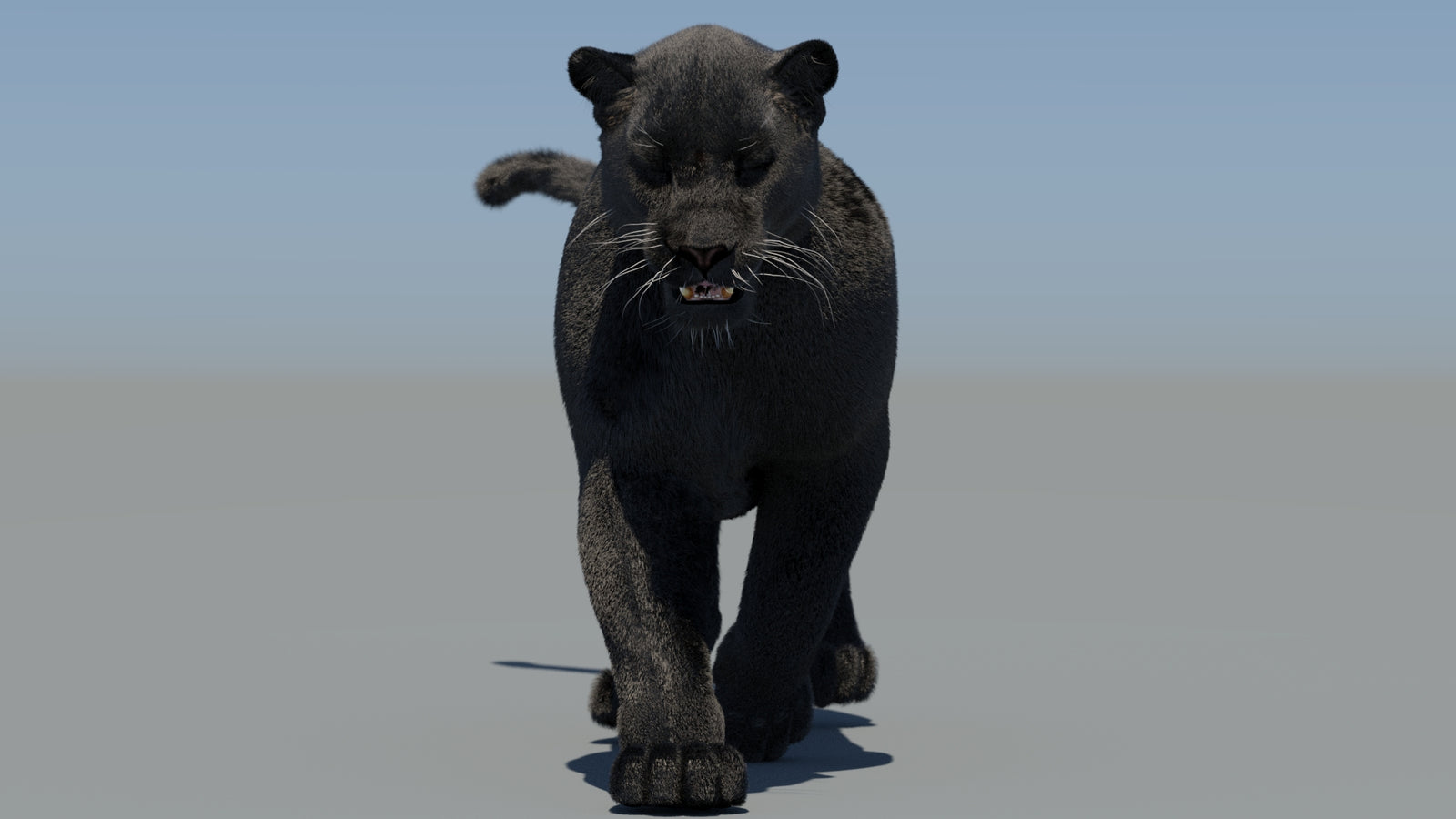 Animated Black Panther 3D Model Fur 360° view 5 frame 4
