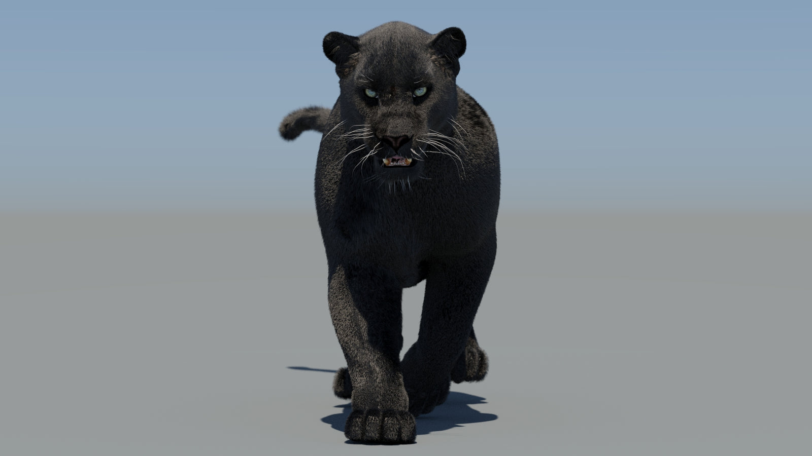 Animated Black Panther 3D Model Fur 360° view 5 frame 6
