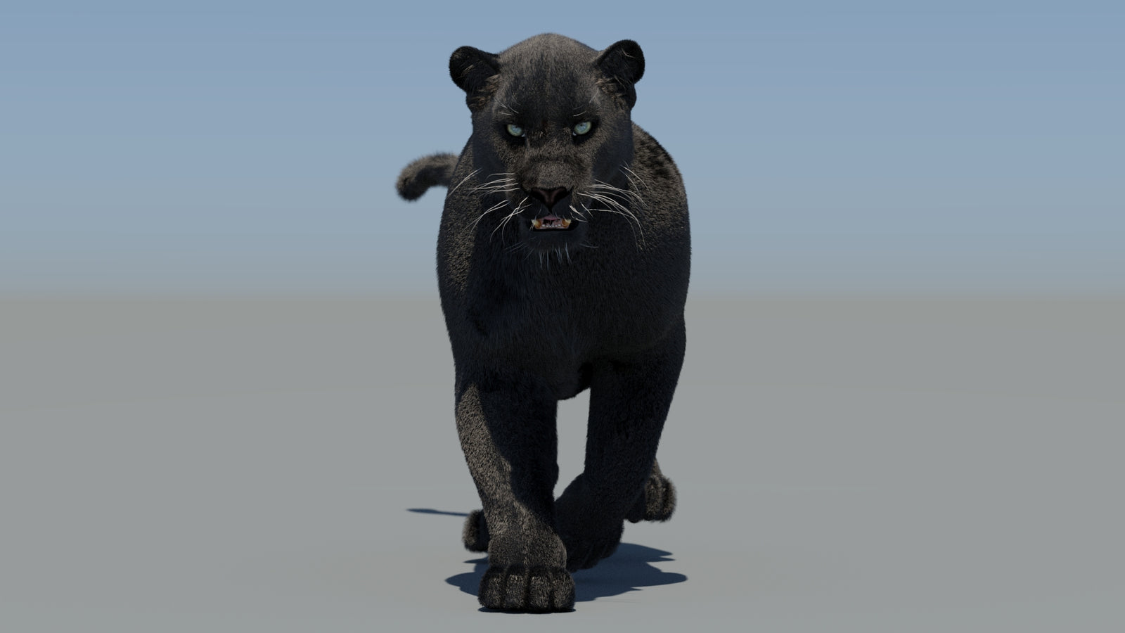 Animated Black Panther 3D Model Fur 360° view 5 frame 7