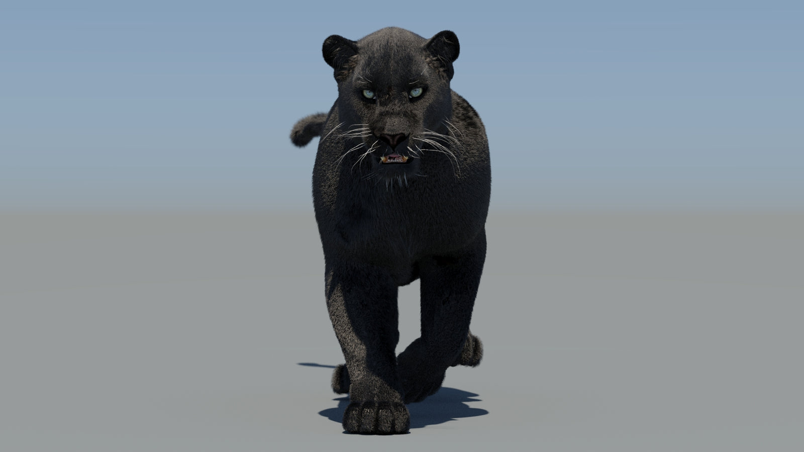 Animated Black Panther 3D Model Fur 360° view 5 frame 8