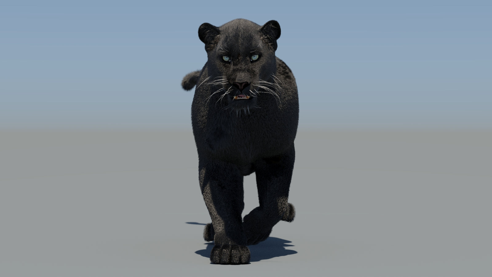 Animated Black Panther 3D Model Fur 360° view 5 frame 9