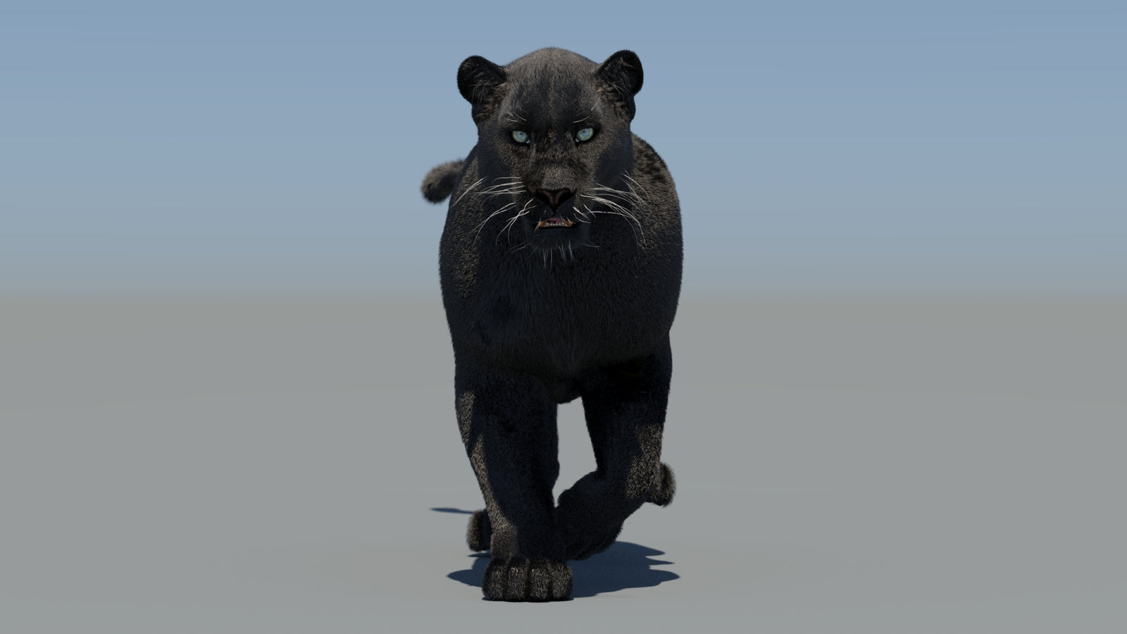 Animated Black Panther 3D Model Fur 360° view 5 frame 10