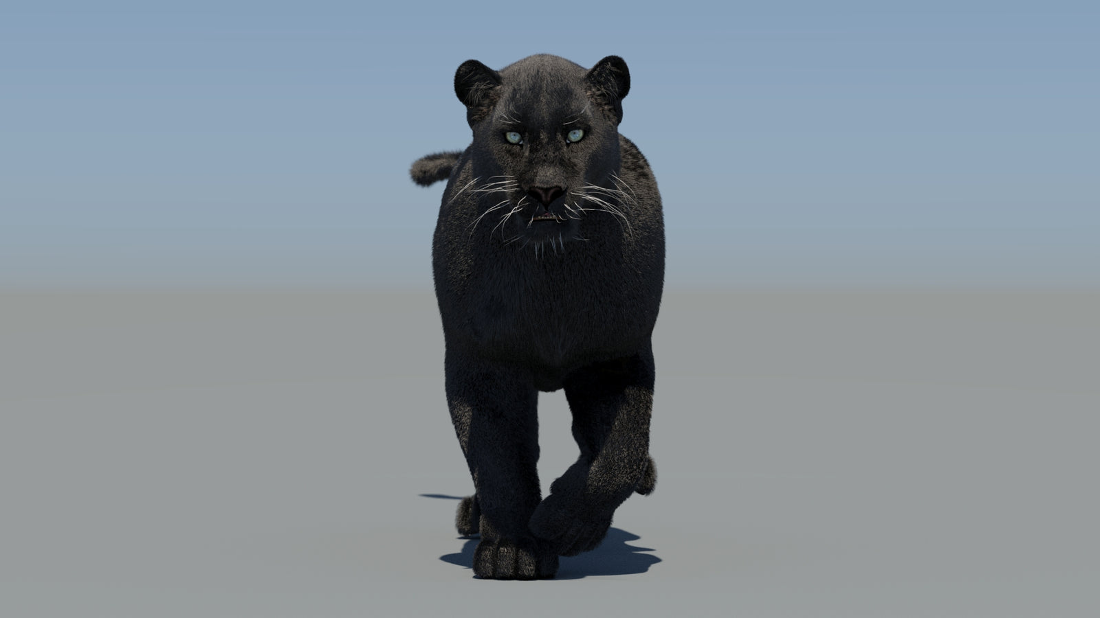 Animated Black Panther 3D Model Fur 360° view 5 frame 12