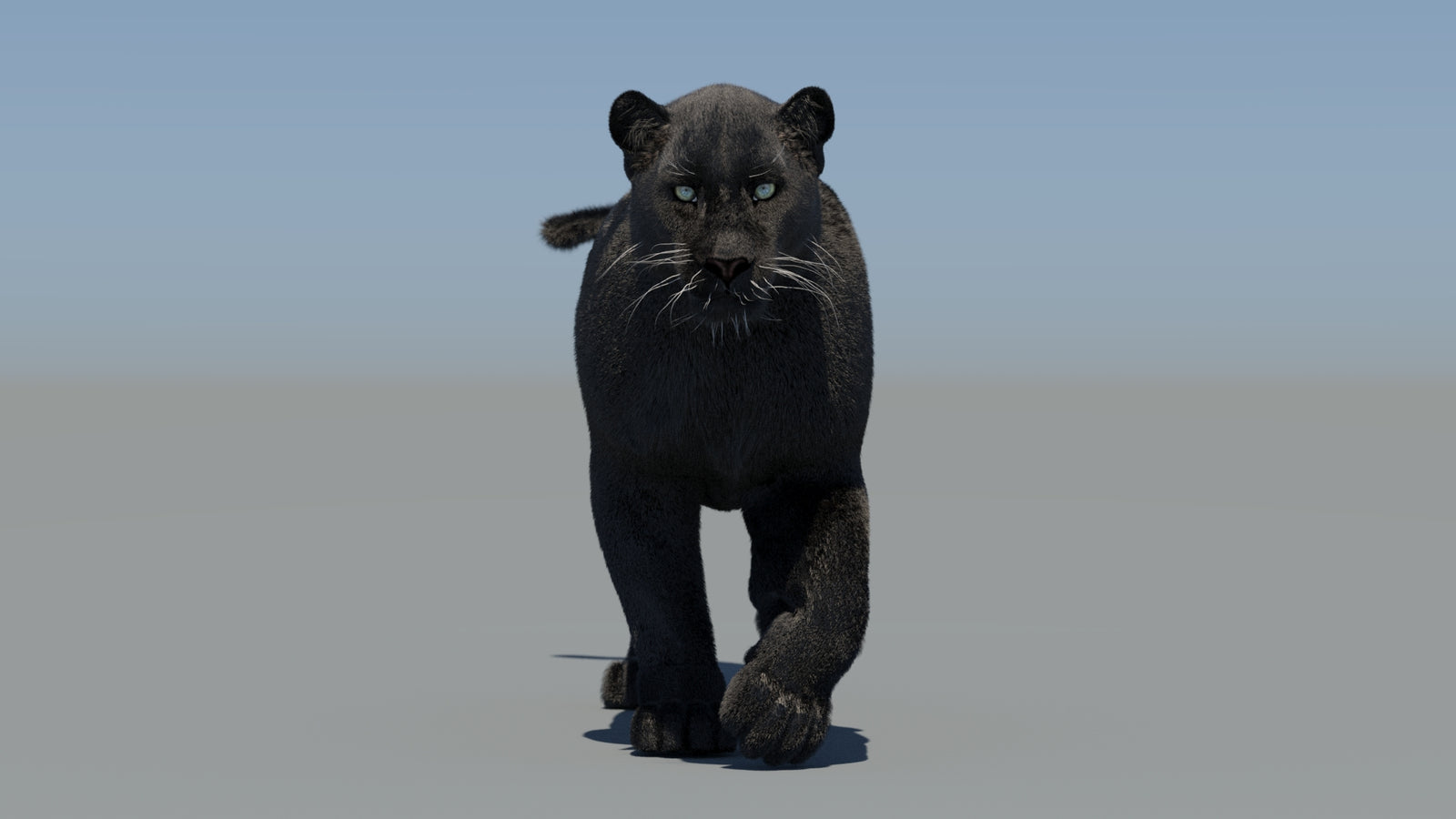 Animated Black Panther 3D Model Fur 360° view 5 frame 15