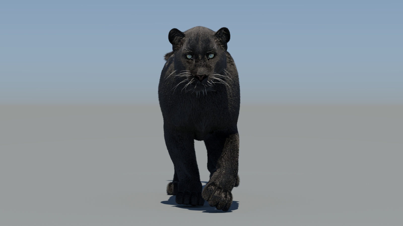 Animated Black Panther 3D Model Fur 360° view 5 frame 17