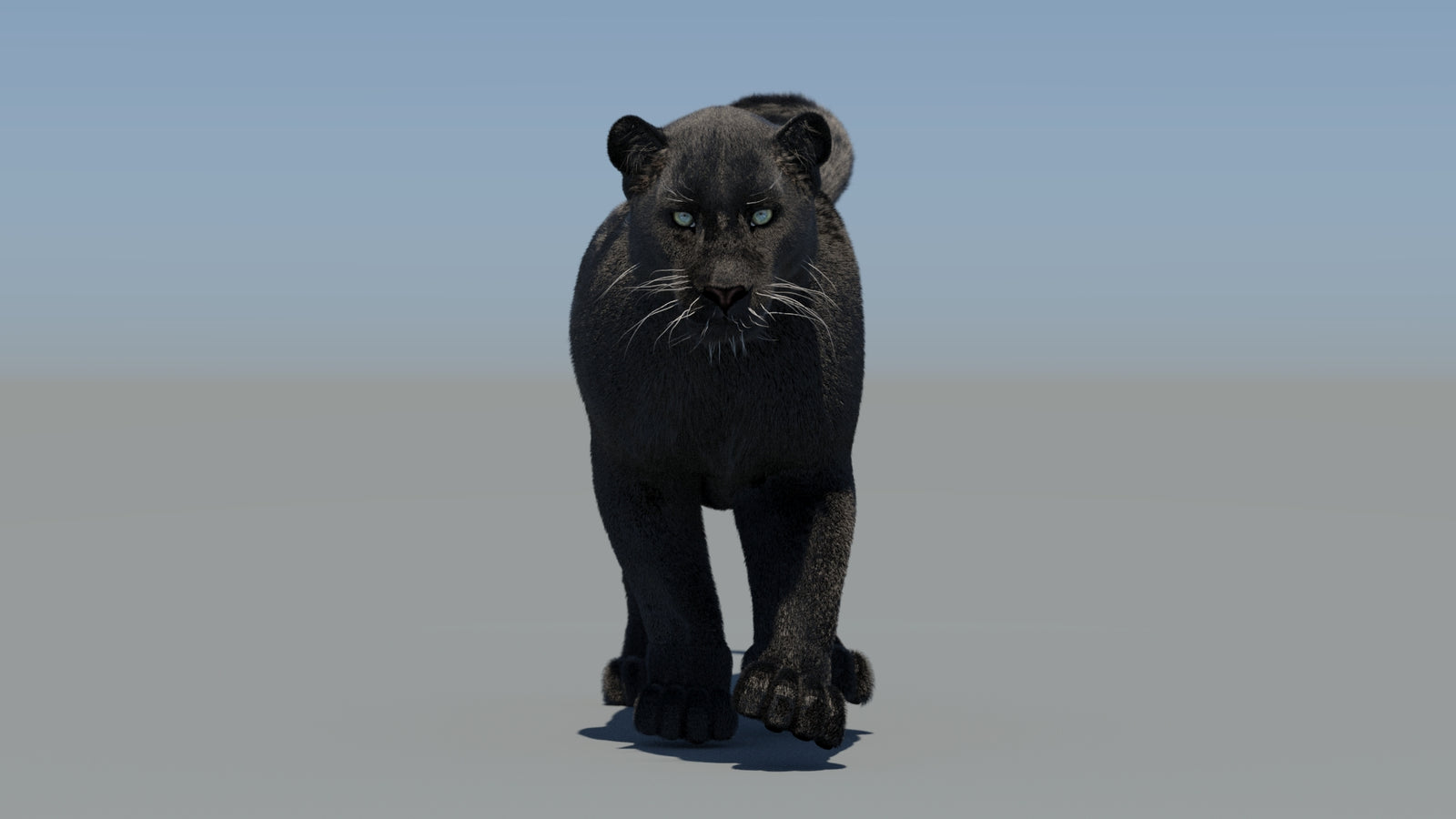 Animated Black Panther 3D Model Fur 360° view 5 frame 19
