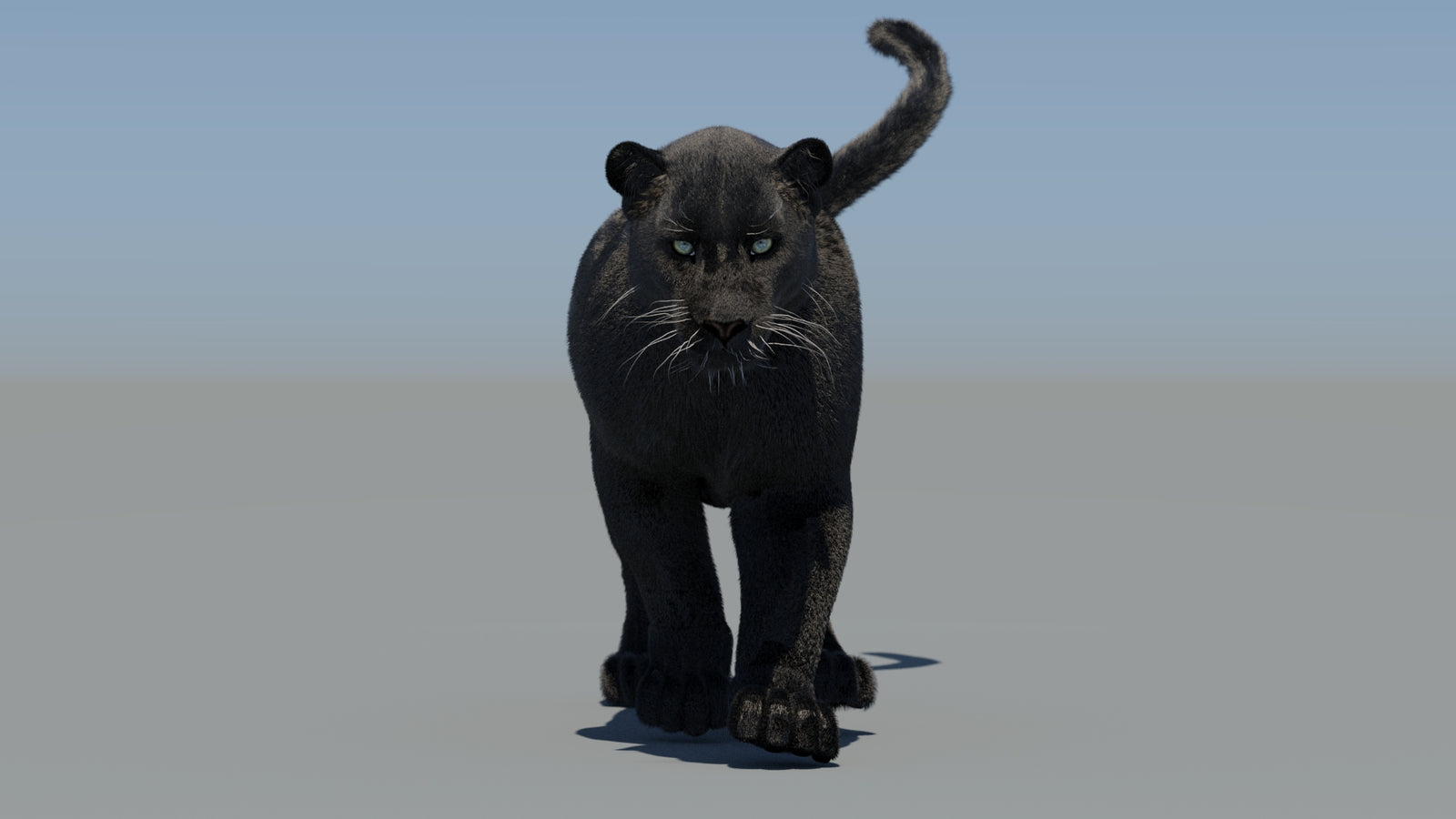 Animated Black Panther 3D Model Fur 360° view 5 frame 22