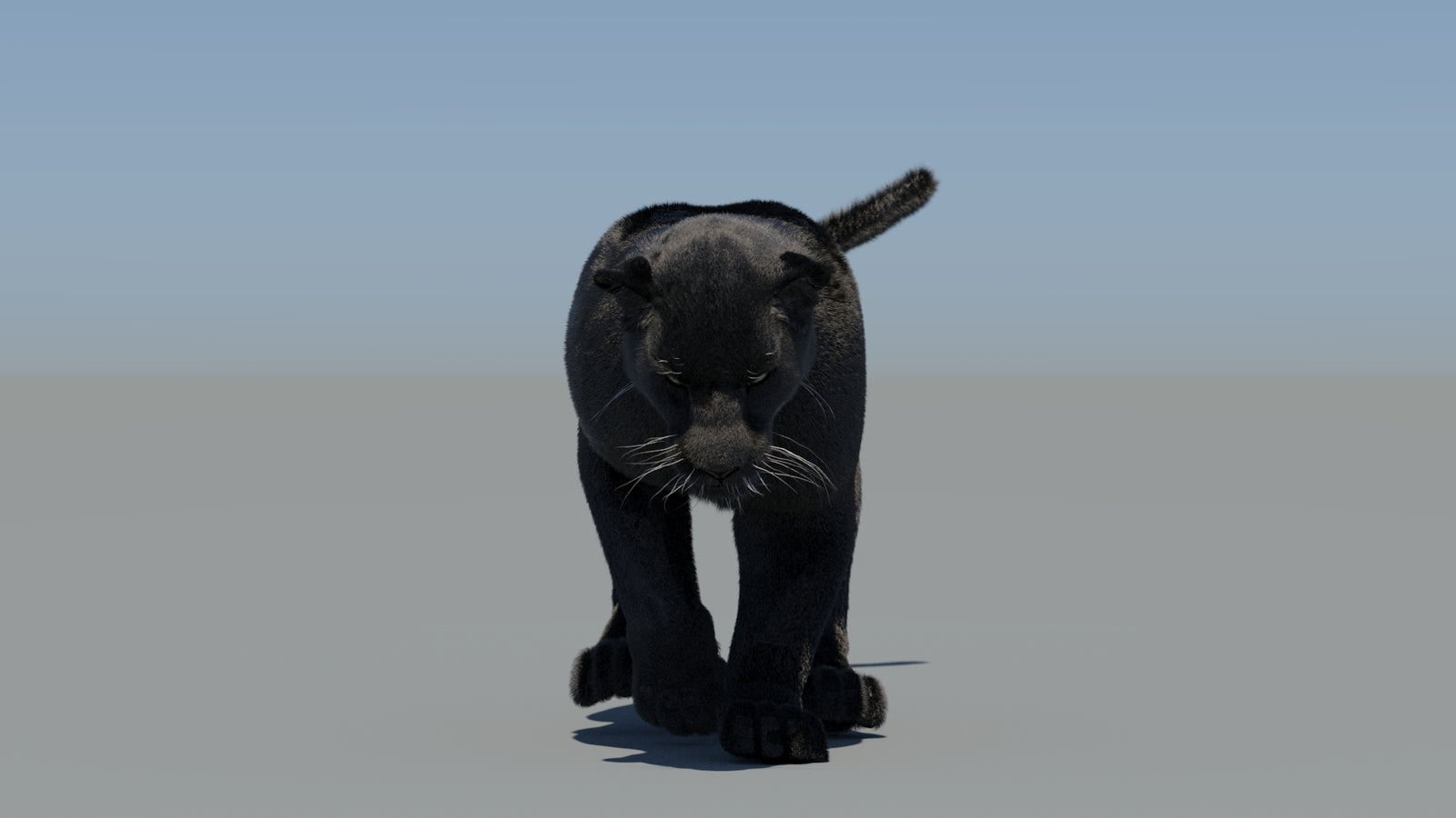 Animated Black Panther 3D Model Fur 360° view 5 frame 35