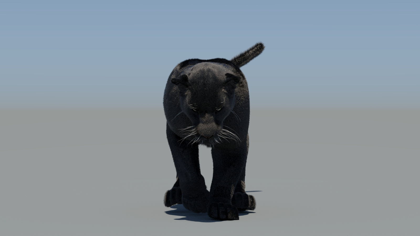 Animated Black Panther 3D Model Fur 360° view 5 frame 36