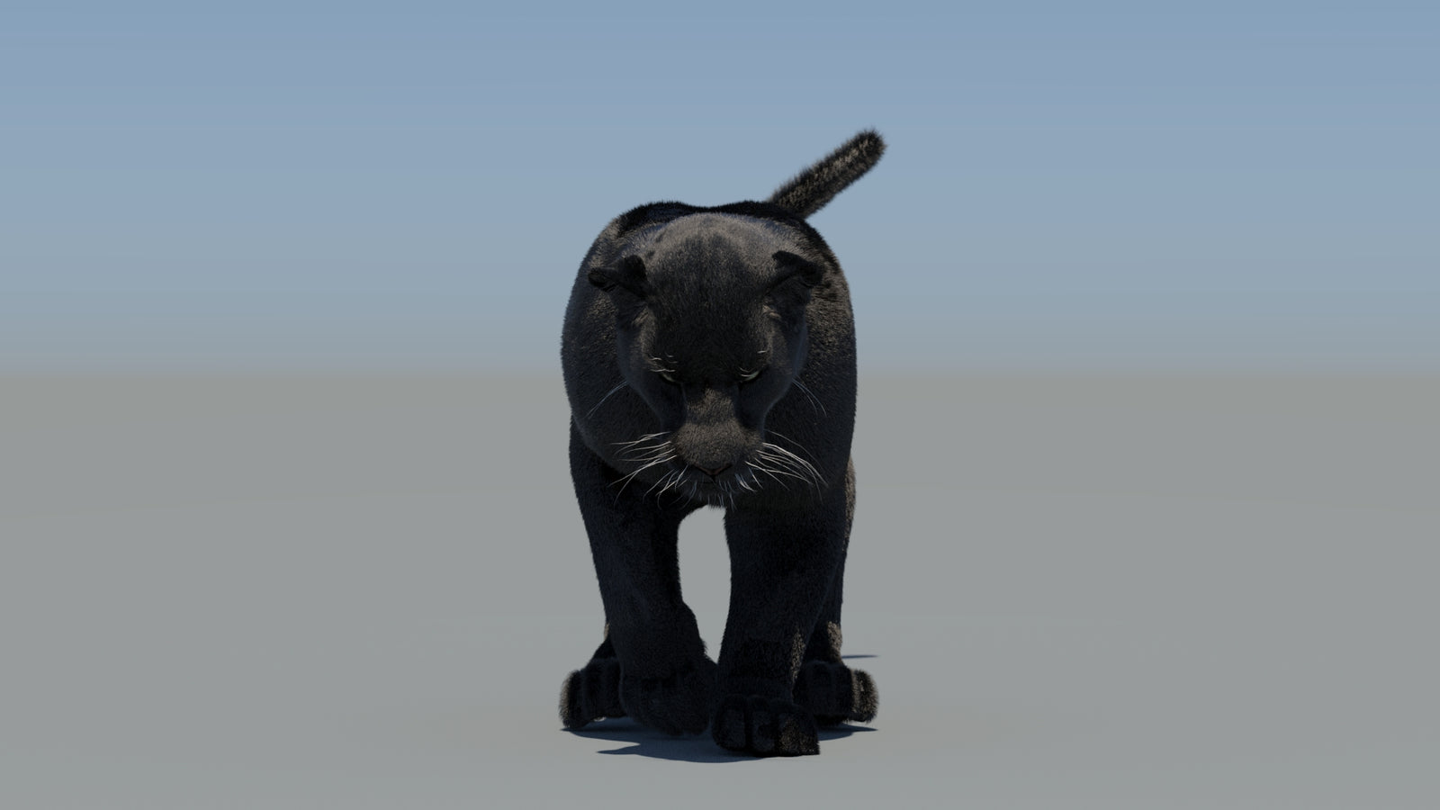 Animated Black Panther 3D Model Fur 360° view 5 frame 37