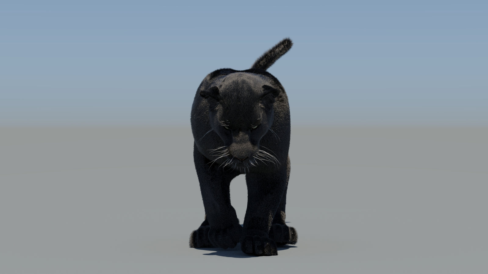 Animated Black Panther 3D Model Fur 360° view 5 frame 38