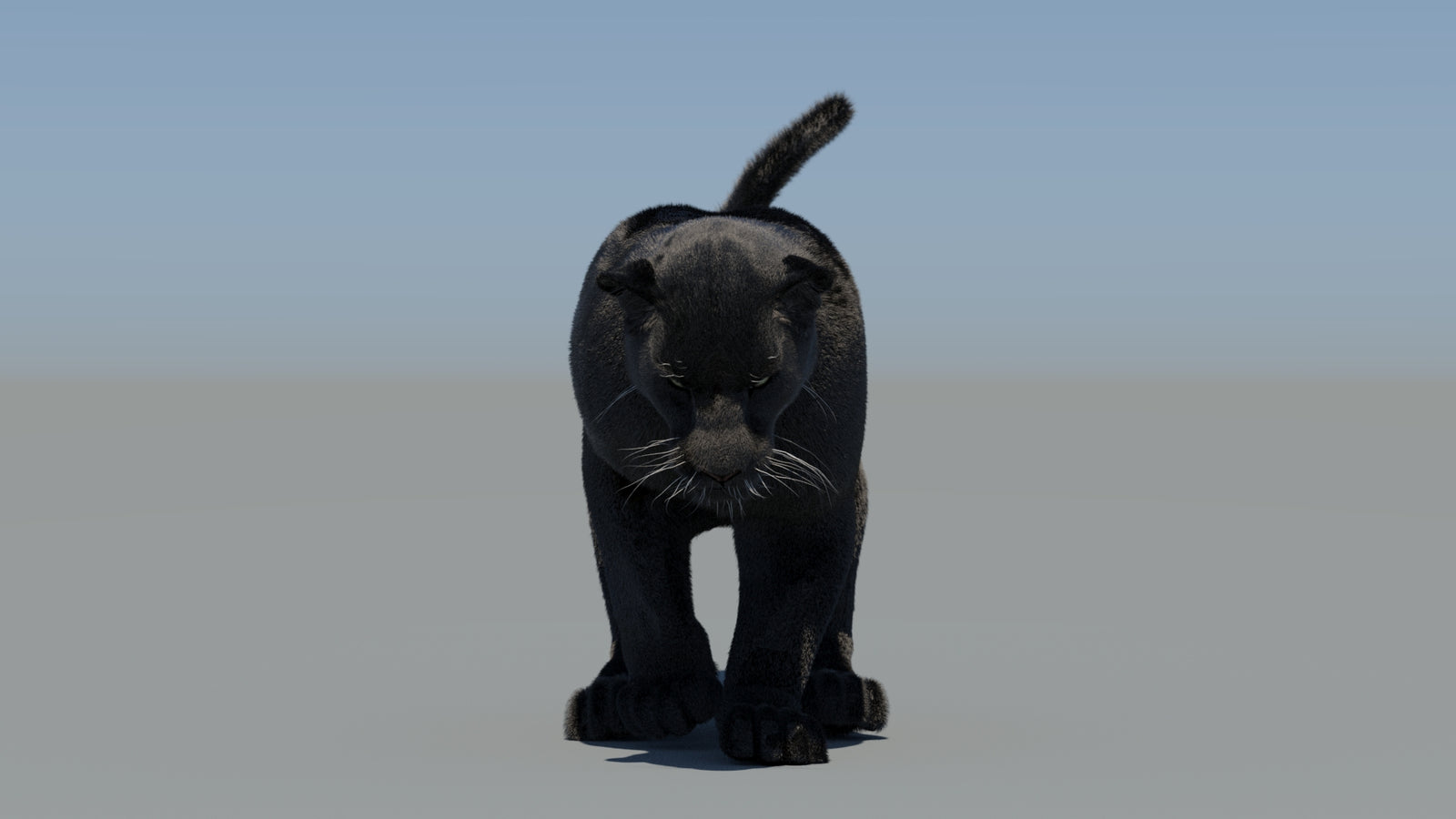 Animated Black Panther 3D Model Fur 360° view 5 frame 39